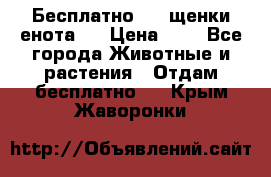 Бесплатно !!! щенки енота!! › Цена ­ 1 - Все города Животные и растения » Отдам бесплатно   . Крым,Жаворонки